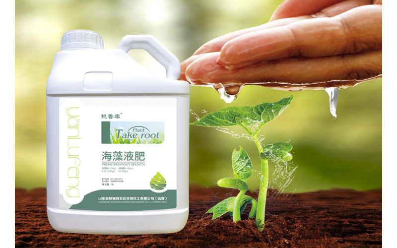 海藻液肥—以褐藻（馬尾藻、泡葉藻）為原料，利用生物酶解技術制取的海藻原液與腐殖酸和大量元素肥料經科學工藝復配濃縮而成。