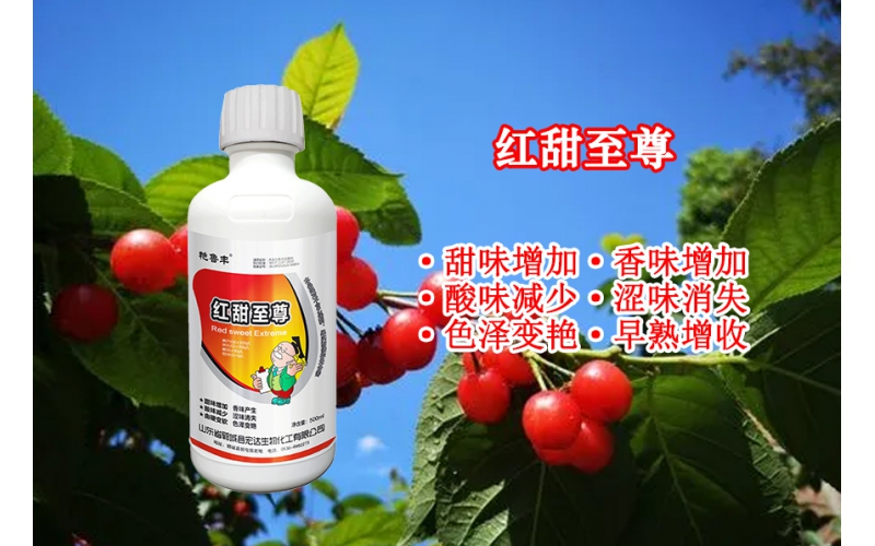 紅甜至尊--膨大果實、提前著色、提高含糖量
