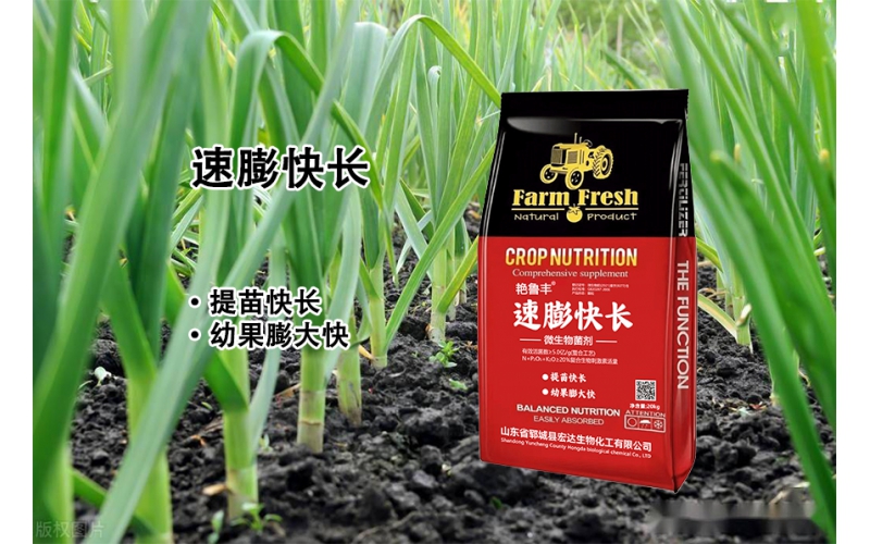 速膨快長—提苗快長  幼果膨大快