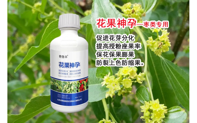 花果神孕~助力棗樹高產(chǎn)優(yōu)質(zhì)培育
